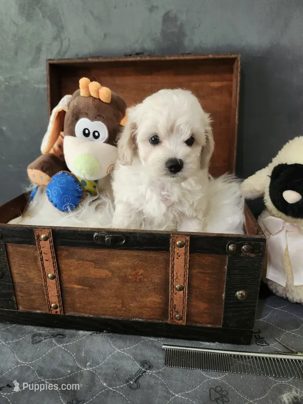 Max – Maltipoo puppy for sale in Calhoun, GA
