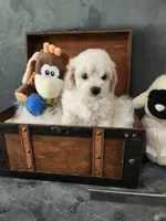 Max, a male Maltipoo for sale in Calhoun, GA – 3 of 4