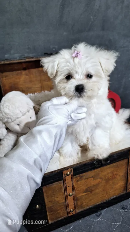 Penny – Maltese puppy for sale in Calhoun, GA