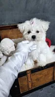 Penny, a female Maltese for sale in Calhoun, GA – 1 of 3