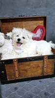 Penny, a female Maltese for sale in Calhoun, GA – 3 of 3