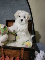 Kiki Dream, a female Maltese for sale in Calhoun, GA – 2 of 2