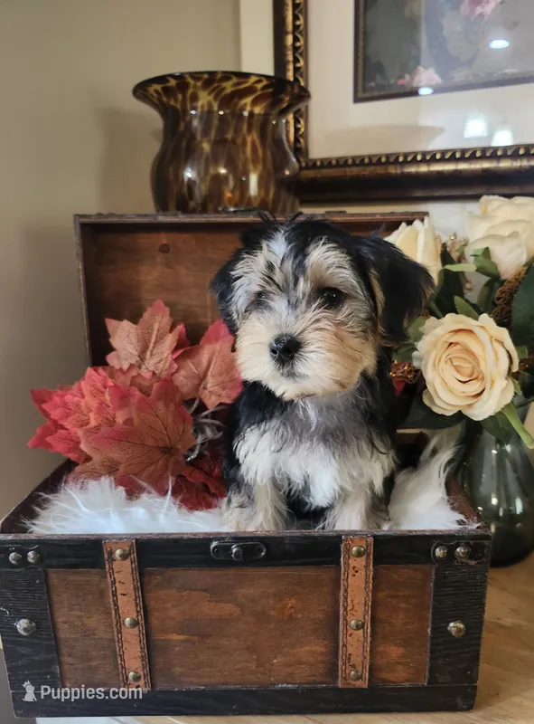 Max – Yorkshire Terrier puppy for sale in Calhoun, GA