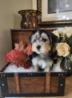 Max, a male Morkie for sale in Calhoun, GA – 2 of 3