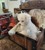 Tommy, a male Maltese for sale in Calhoun, GA – Photo 4 of 6