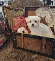 Tommy, a male Maltese for sale in Calhoun, GA – Photo 6 of 6