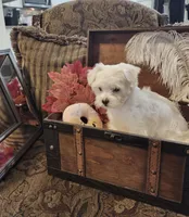 Tommy, a male Maltese for sale in Calhoun, GA – Photo 3 of 6
