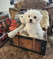 Tommy, a male Maltese for sale in Calhoun, GA – Photo 1 of 6