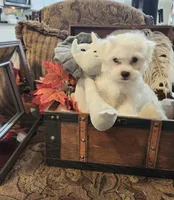 Tommy, a male Maltese for sale in Calhoun, GA – Photo 2 of 6