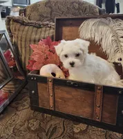 Tommy, a male Maltese for sale in Calhoun, GA – Photo 5 of 6