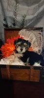 Fletcher, a male Maltese and Morkie for sale in Calhoun, GA – Photo 1 of 5