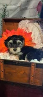 Fletcher, a male Maltese and Morkie for sale in Calhoun, GA – Photo 4 of 5