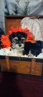 Fletcher, a male Maltese and Morkie for sale in Calhoun, GA – Photo 3 of 5