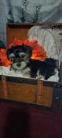 Fletcher, a male Maltese and Morkie for sale in Calhoun, GA – Photo 5 of 5