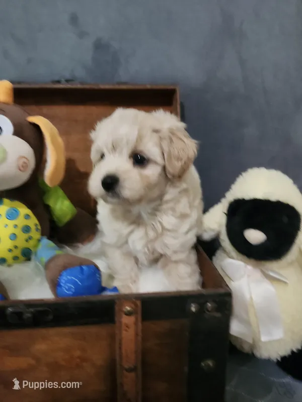 Kevin – Maltipoo puppy for sale in Calhoun, GA