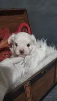 Tiny Timmy, a male Maltese for sale in Calhoun, GA – 2 of 8