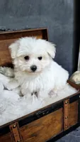 Leo, a male Maltese for sale in Calhoun, GA – 2 of 4
