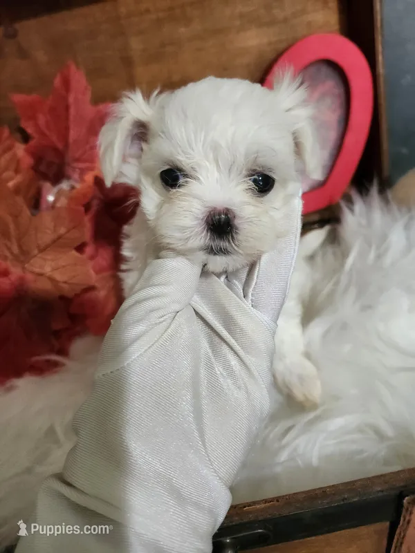 Tiny Christy – Maltese puppy for sale in Calhoun, GA