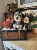 Max, a male Morkie for sale in Calhoun, GA – 3 of 3