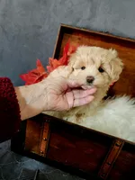 Lou, a male Maltese and Poodle - Miniature  for sale in Calhoun, GA – 3 of 8