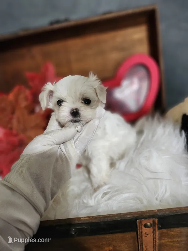 Tiny Jo Jo  – Maltipoo, Maltese puppy for sale in Calhoun, GA