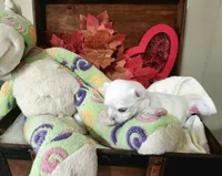 Tiny Christy, a female Maltese for sale in Calhoun, GA – 2 of 6