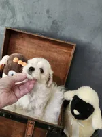 Kevin 2, a male Maltese and Poodle - Miniature  for sale in Calhoun, GA – 1 of 3