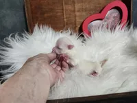 Christy, a female Maltese for sale in Calhoun, GA – 6 of 6