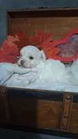 Tiny Timmy, a male Maltese for sale in Calhoun, GA – 6 of 8