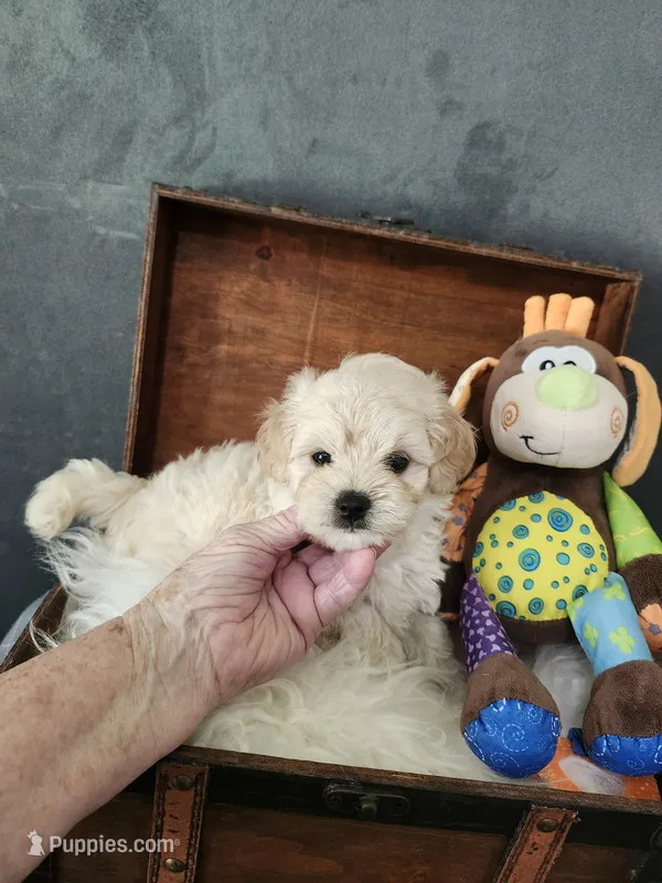 Robby – Maltipoo puppy for sale in Calhoun, GA