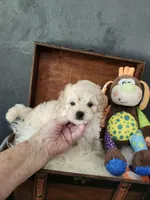 Robby, a male Maltipoo for sale in Calhoun, GA – 1 of 3