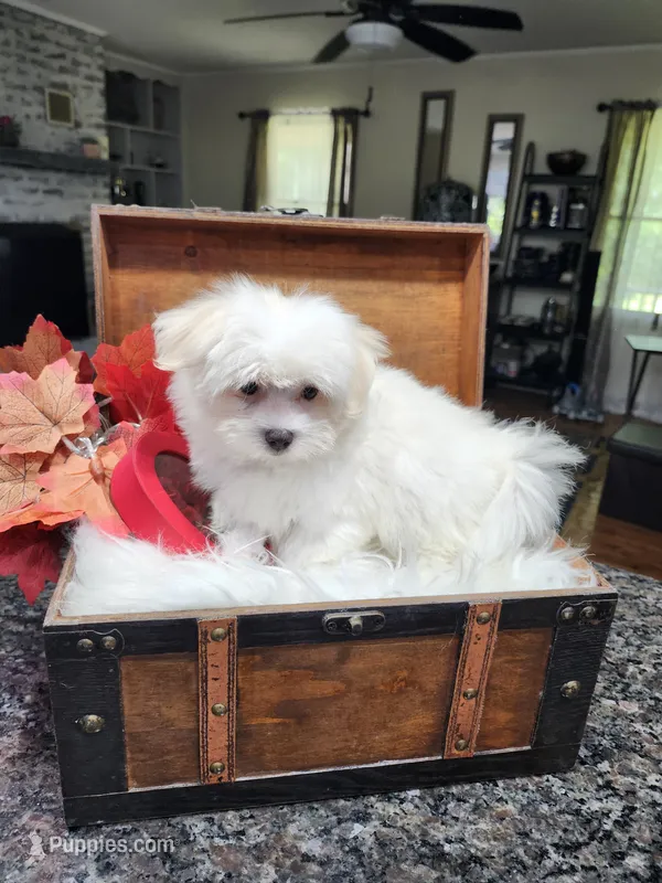 Susie Cream Cheese – Maltese puppy for sale in Calhoun, GA