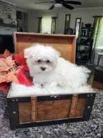 Susie Cream Cheese, a female Maltese for sale in Calhoun, GA – 1 of 7