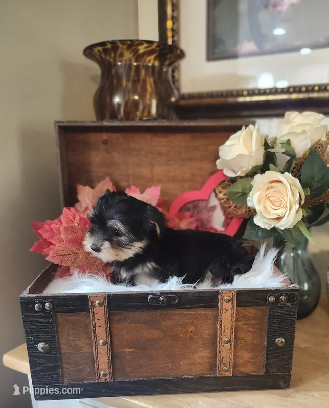 Tina – Yorkshire Terrier puppy for sale in Calhoun, GA