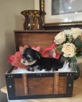 Tina, a female Yorkshire Terrier for sale in Calhoun, GA – 1 of 3