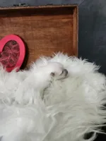 Jamie, a male Maltese for sale in Calhoun, GA – Photo 3 of 6