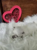 Jamie, a male Maltese for sale in Calhoun, GA – Photo 4 of 6