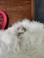 Jamie, a male Maltese for sale in Calhoun, GA – Photo 2 of 6