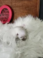 Jamie, a male Maltese for sale in Calhoun, GA – Photo 5 of 6