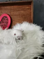 Jamie, a male Maltese for sale in Calhoun, GA – Photo 6 of 6