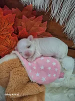 Edee AKC, a female Maltese for sale in Calhoun, GA – Photo 2 of 6