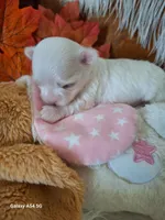 Edee AKC, a female Maltese for sale in Calhoun, GA – Photo 1 of 6