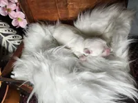 Edee AKC, a female Maltese for sale in Calhoun, GA – Photo 6 of 6