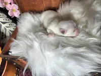 Edee AKC, a female Maltese for sale in Calhoun, GA – Photo 4 of 6