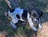 Rusty, a male German Shorthaired Pointer for sale in Koshkonong, MO – 4 of 4