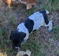 Rusty, a male German Shorthaired Pointer for sale in Koshkonong, MO – 2 of 4