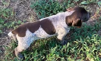 Dolly, a female German Shorthaired Pointer for sale in Koshkonong, MO – 3 of 4