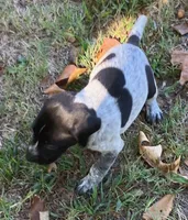 Wendy, a female German Shorthaired Pointer for sale in Koshkonong, MO – 3 of 5