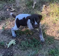 Chester, a male German Shorthaired Pointer for sale in Koshkonong, MO – 3 of 4
