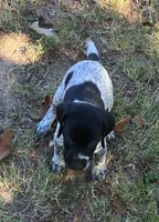 Rusty, a male German Shorthaired Pointer for sale in Koshkonong, MO – 3 of 4